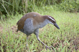The Guam rail became locally extinct on Guam in the 1980s. Credit: USDA