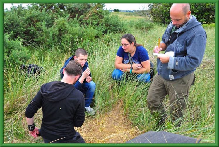 Searching for lizards on Bull Island