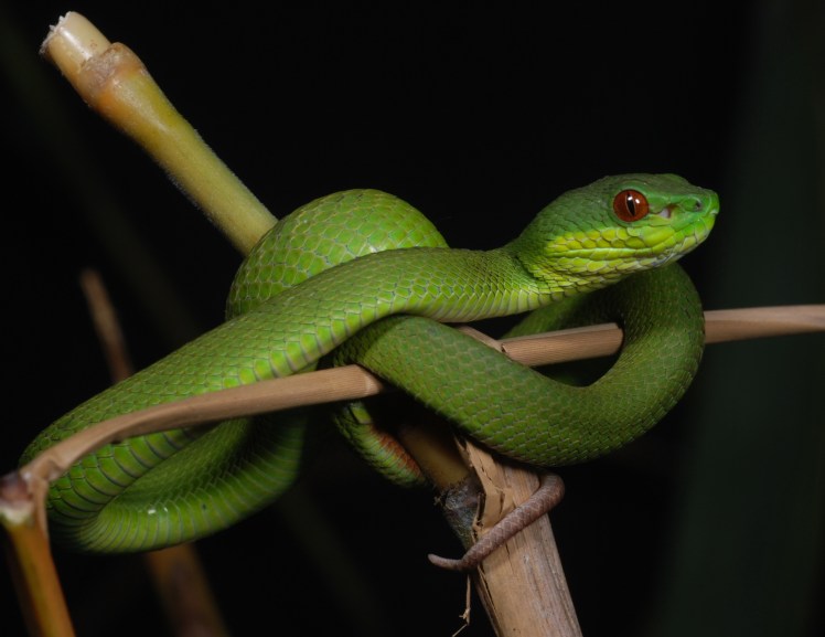 Trimeresurus insularis