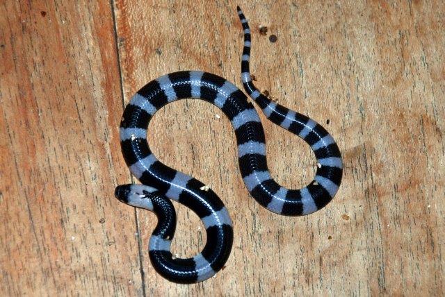 A stunning, hatchling Blue Krait (Bungarus candidus)