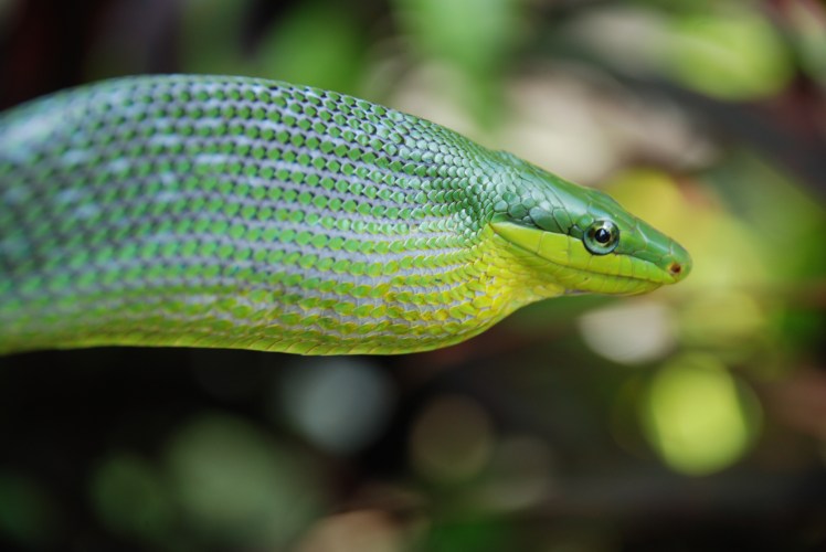 Red tailed green ratsnake (Gonyosoma oxycephalum)
