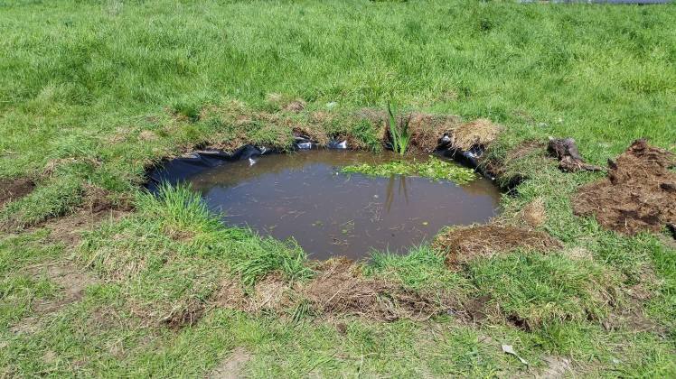 The completed project. Over time, native animal and plant species will colonise the pond.