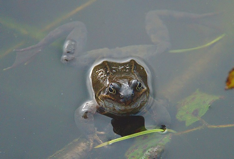Frog
