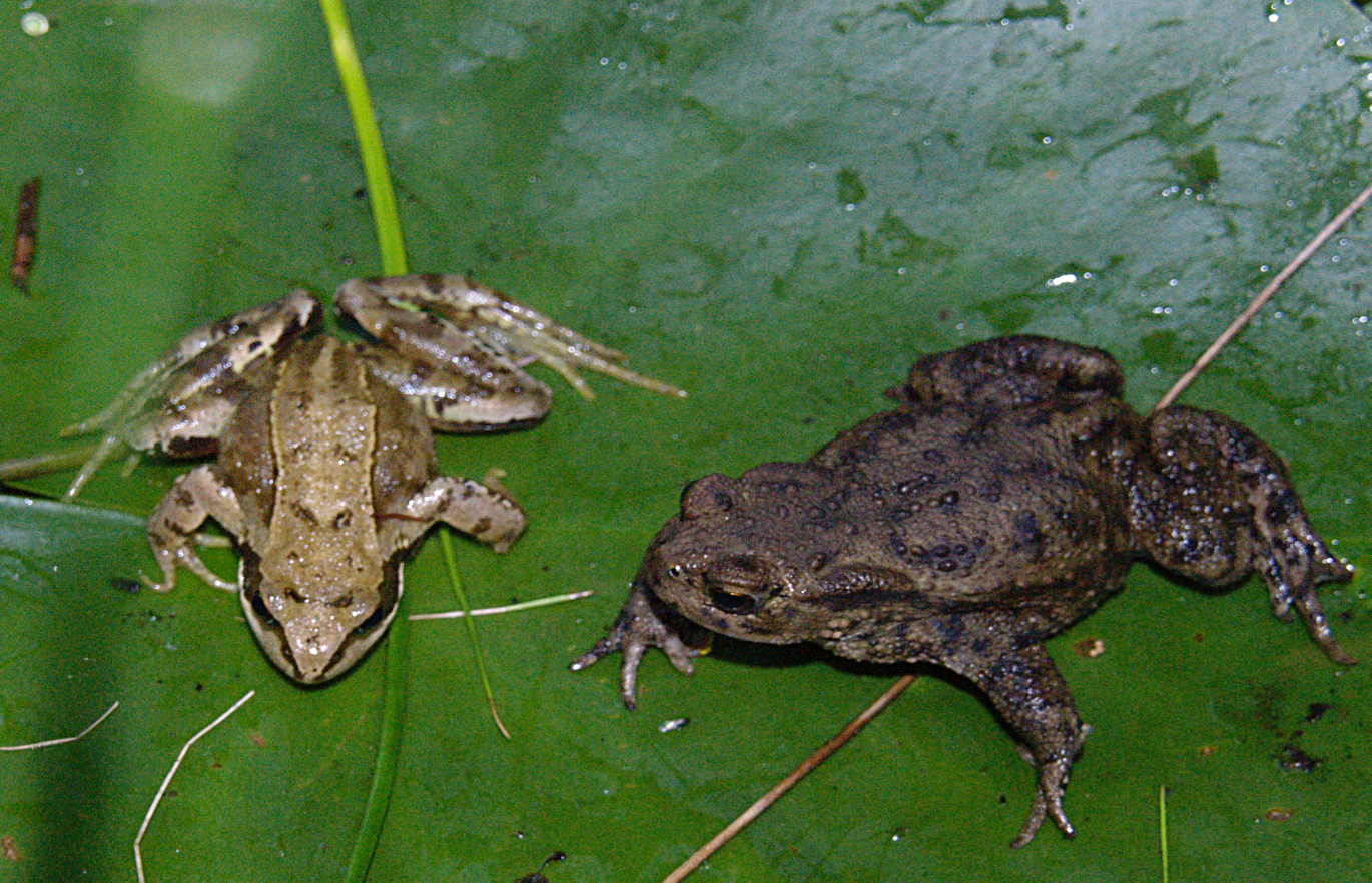 Frog and Toad comparison